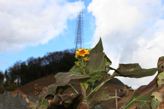ヤーコンに花が咲きました 今夜の夕食
