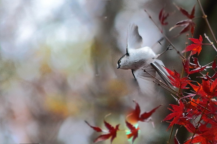 野鳥と紅葉シリーズ…エナガ_d0334291_19502336.jpg