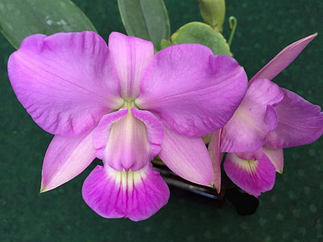 C.walkeriana tipo_d0007501_106920.jpg