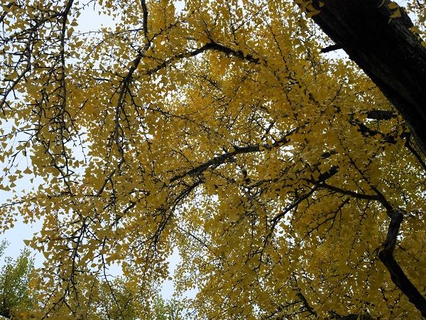 a0140305_329286.jpg