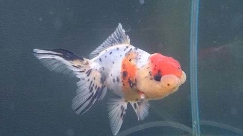 金魚紹介 鈴木東錦 Today S Memory 金魚紹介 鈴木東錦 Today S Memory