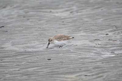 すみれば研修レポート(葛西臨海公園・鳥類園)_b0049307_13251264.jpg