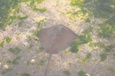 すみれば研修レポート(葛西臨海公園・鳥類園)_b0049307_13251451.jpg