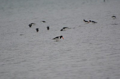 すみれば研修レポート(葛西臨海公園・鳥類園)_b0049307_1325434.jpg