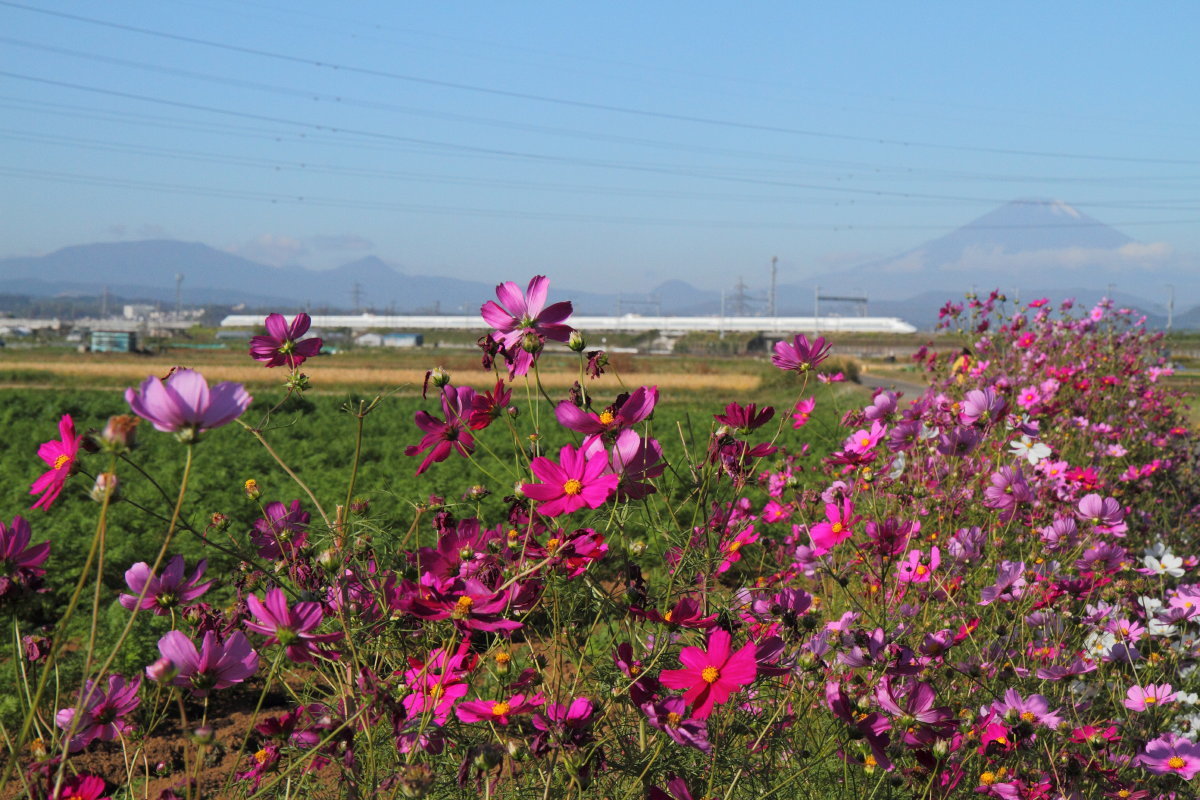 お花畑に富士が咲く_e0157717_19425049.jpg