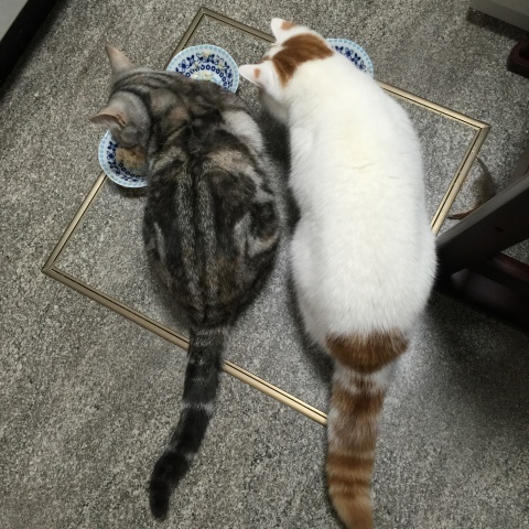 すももの作戦_b0340621_10030946.jpeg