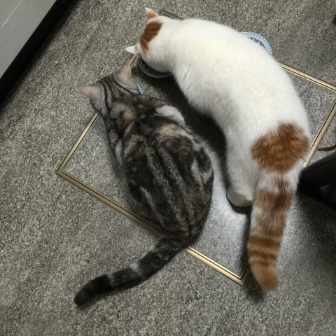 すももの作戦_b0340621_10033133.jpeg