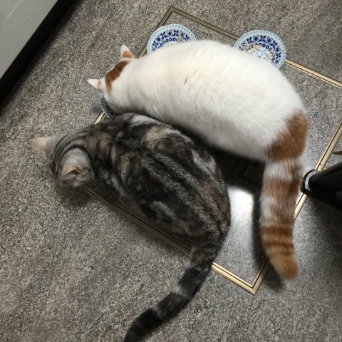 すももの作戦_b0340621_10041077.jpeg