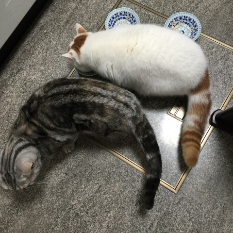 すももの作戦_b0340621_10042976.jpeg
