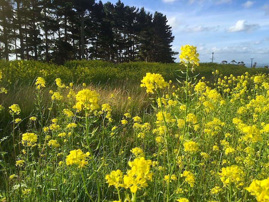 菜の花畑のクリスマス？／　Christmas in a Mustard Field?_e0310424_16123328.jpg