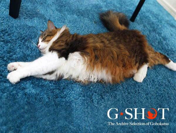 今日のお三方 ご褒美はかつお節で