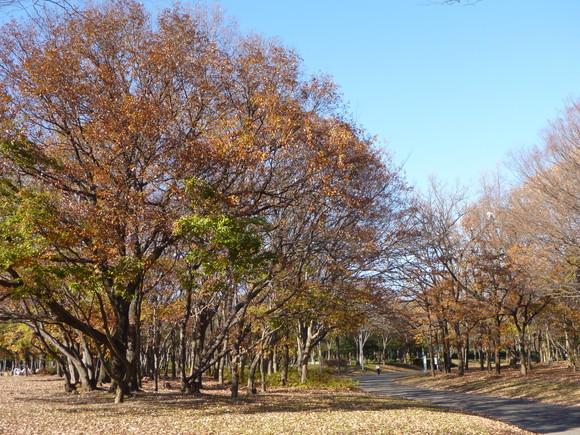 大泉緑地公園の散歩コース_d0089327_16372719.jpg