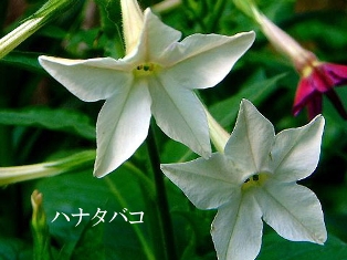 (‾□‾;)!! (写真追加)_d0353129_03171887.jpg