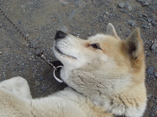 気になる犬_d0353129_03172610.jpg