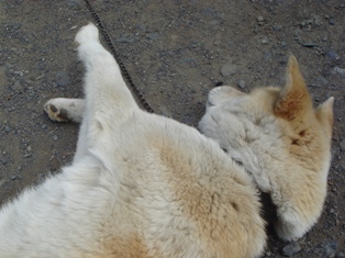 気になる犬_d0353129_03172641.jpg