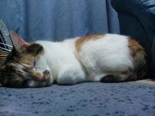 春は眠い_d0353129_03172853.jpg