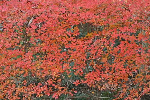 f0206939_1211161.jpg