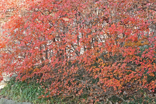 f0206939_1213420.jpg