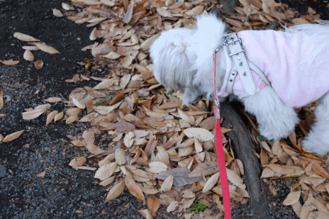 a0322747_10520107.gif