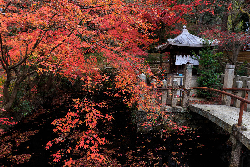 京都の紅葉2015・染まる宝積寺_f0155048_1955533.jpg