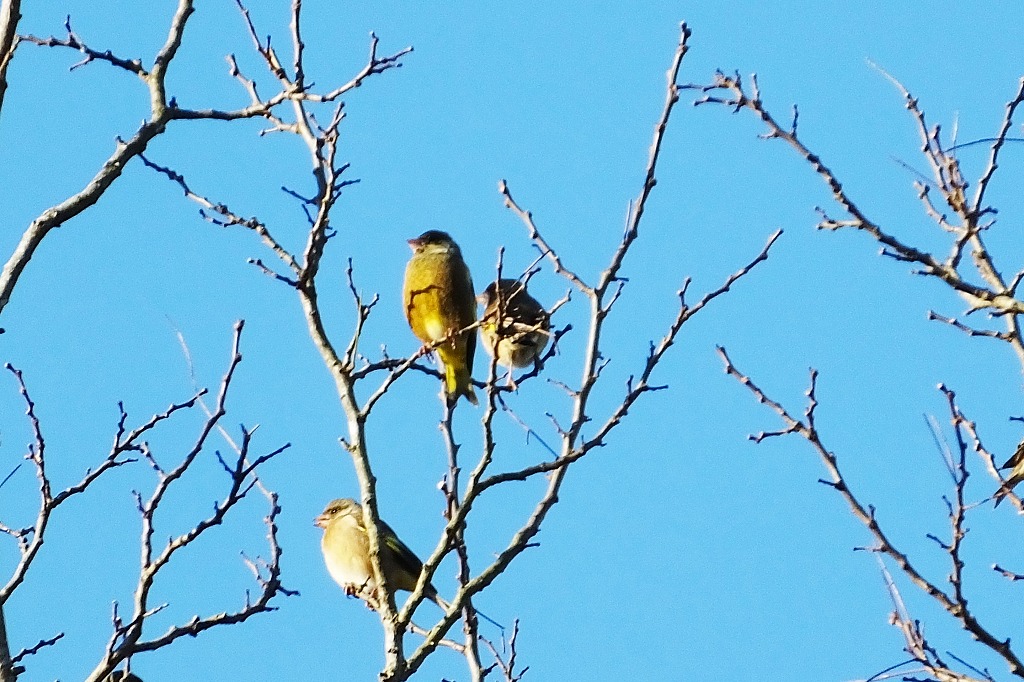 カワラヒワなど、朝の公園で　　　_b0236251_10445778.jpg