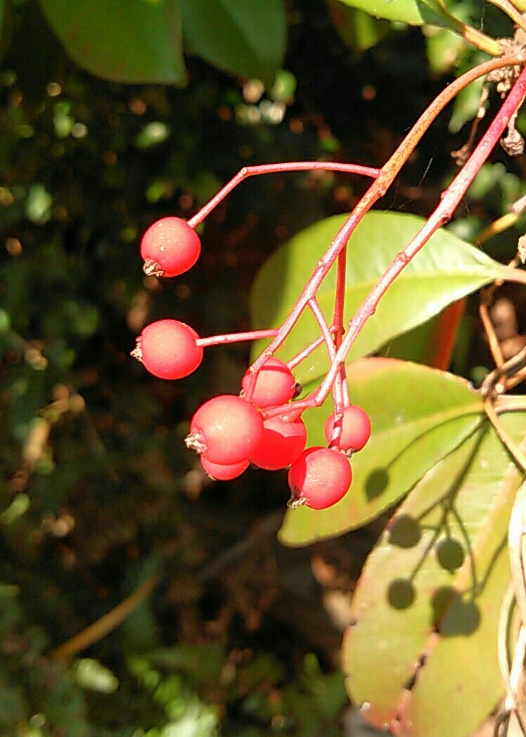ベスト南天 万両 花 すべての美しい花の画像 ベスト南天 万両 花 すべての美しい花の画像