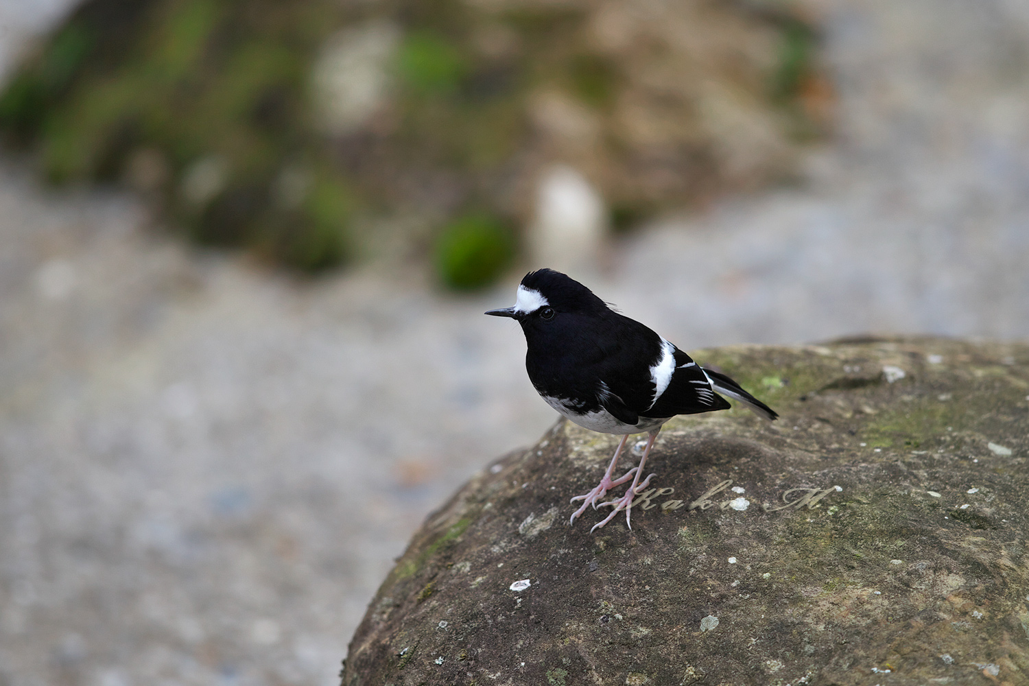 ※シロクロヒタキ　小剪尾　Little Forktail　_d0013455_10102118.jpg