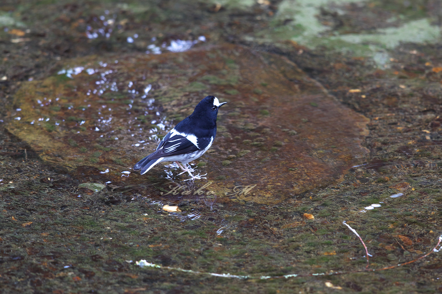 ※シロクロヒタキ　小剪尾　Little Forktail　_d0013455_1010680.jpg