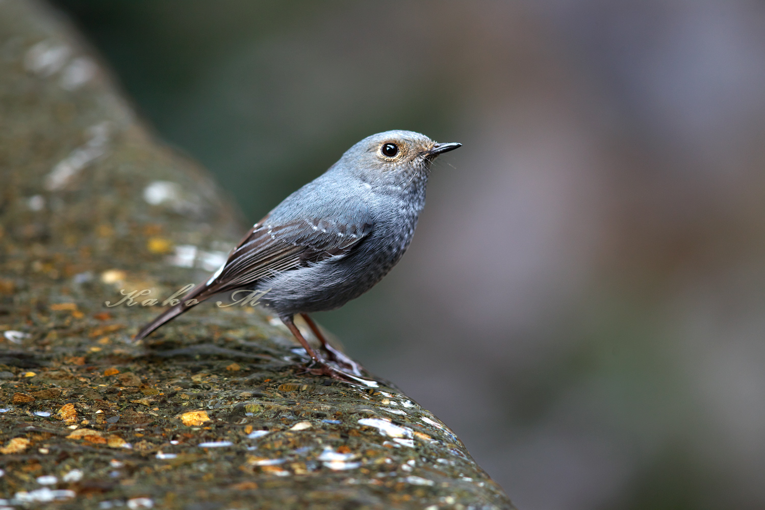 ※カワビタキ　鉛色水鶇　Plumbeous Redstart　_d0013455_10325979.jpg