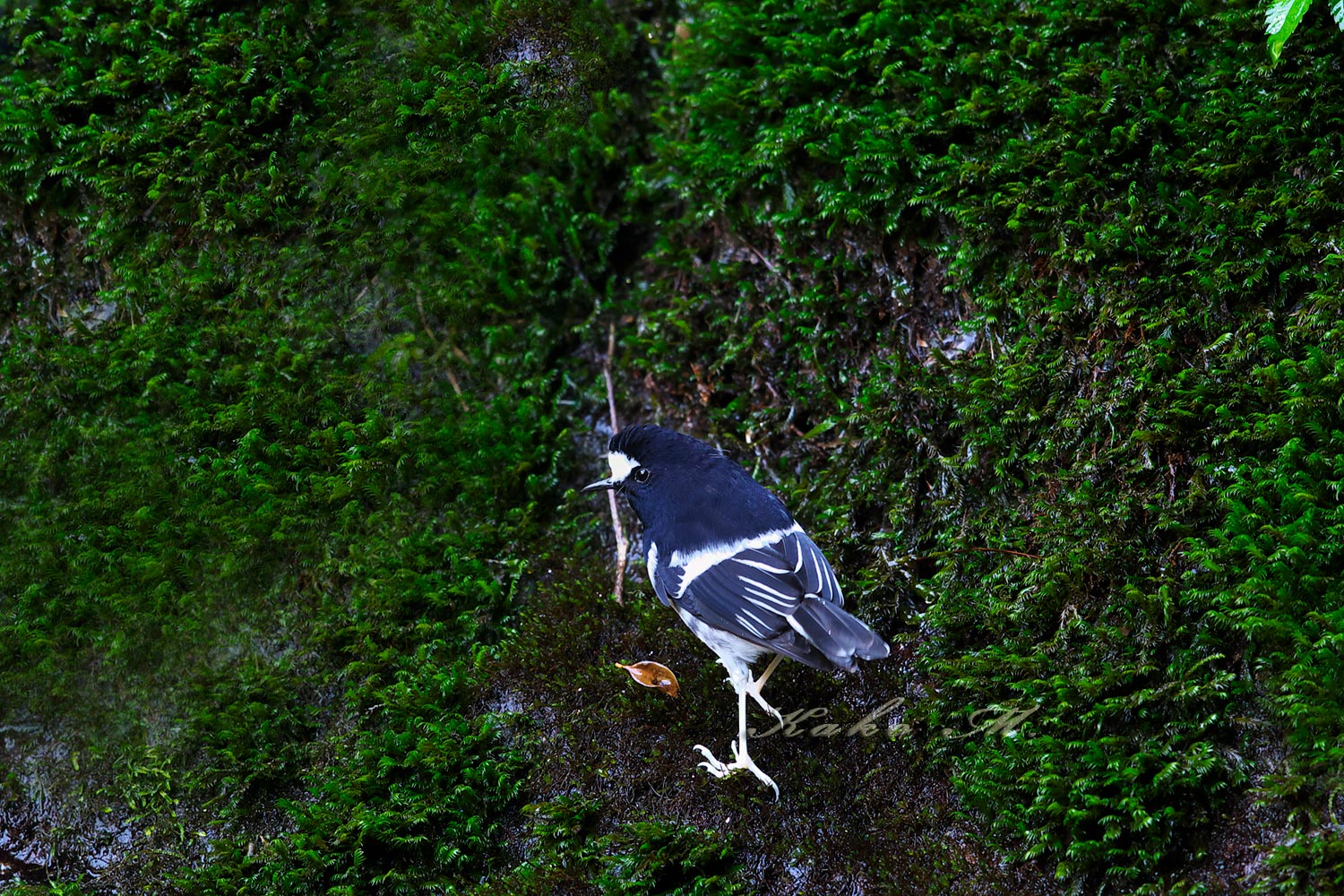 ※シロクロヒタキ　小剪尾　Little Forktail　_d0013455_1064344.jpg