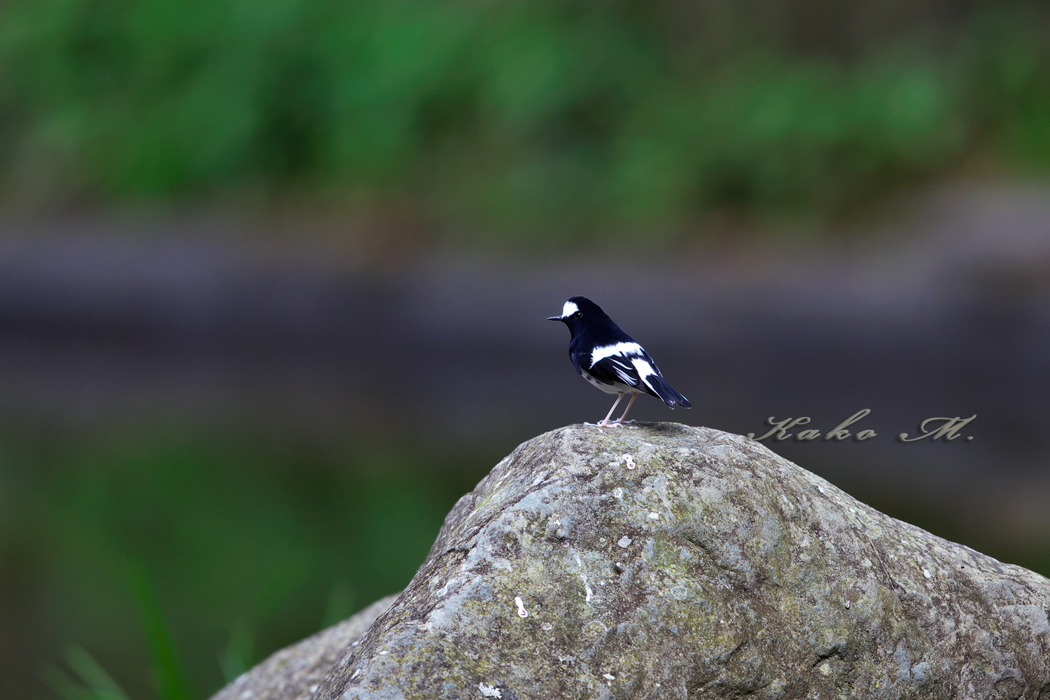 ※シロクロヒタキ　小剪尾　Little Forktail　_d0013455_1093938.jpg