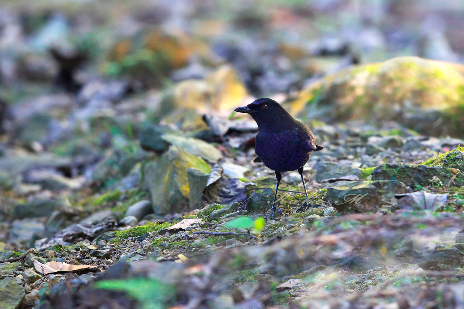 ※ルリチョウ　台灣紫嘯鶇　Taiwan Whistling-Thrush_d0013455_1135288.jpg