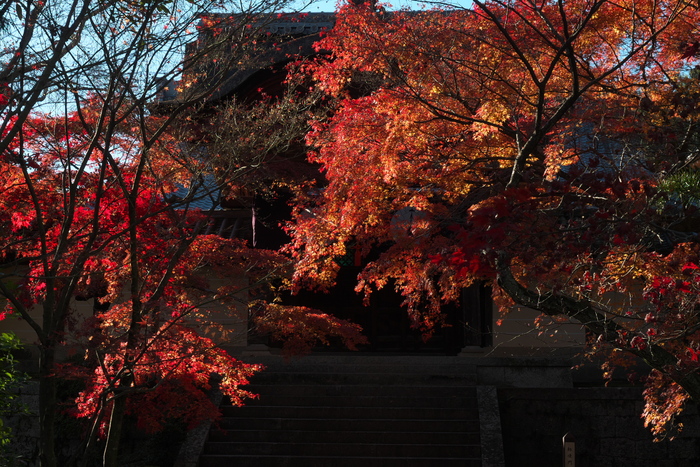 紅葉2015　　　光明寺　　　　　　　　　　　　　　　　　　　　　　　　　_f0021869_0113220.jpg