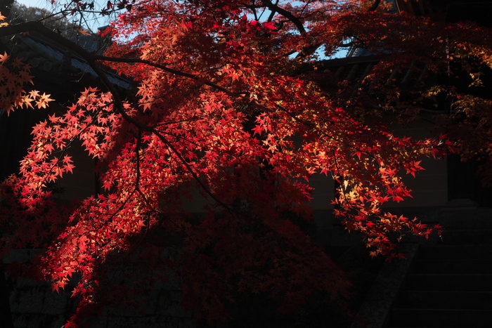 紅葉2015　　　光明寺　　　　　　　　　　　　　　　　　　　　　　　　　_f0021869_0133753.jpg