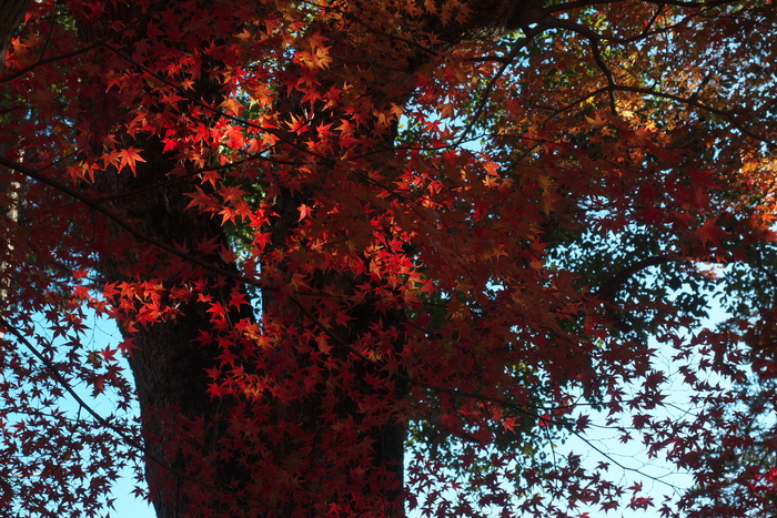 紅葉2015　　　光明寺　　　　　　　　　　　　　　　　　　　　　　　　　_f0021869_095815.jpg