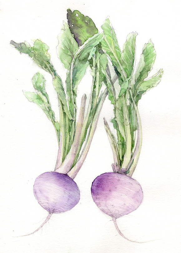 カブ 野菜 の描き方 福井良佑の水彩画 Watercolor Terrace