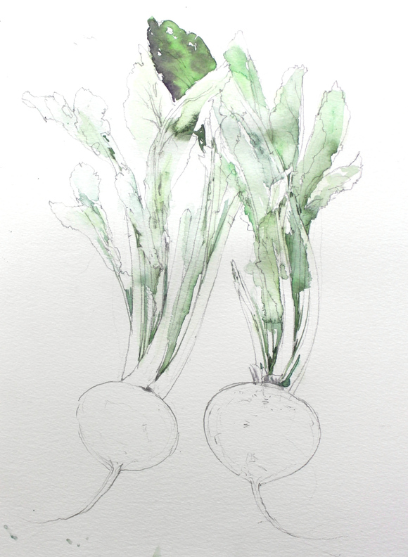 カブ 野菜 の描き方 福井良佑の水彩画 Watercolor Terrace