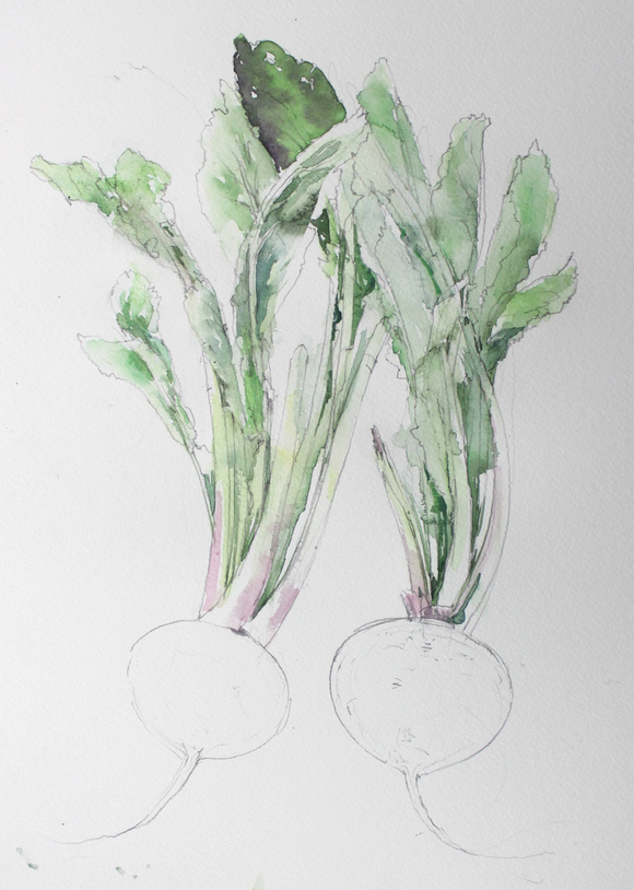 カブ 野菜 の描き方 福井良佑の水彩画 Watercolor Terrace