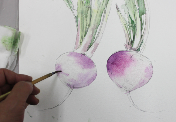 カブ 野菜 の描き方 福井良佑の水彩画 Watercolor Terrace