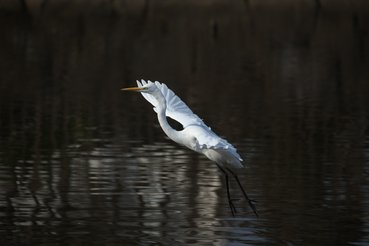 池の主　コブハクチョウ（瘤白鳥）_a0083081_21372976.jpg