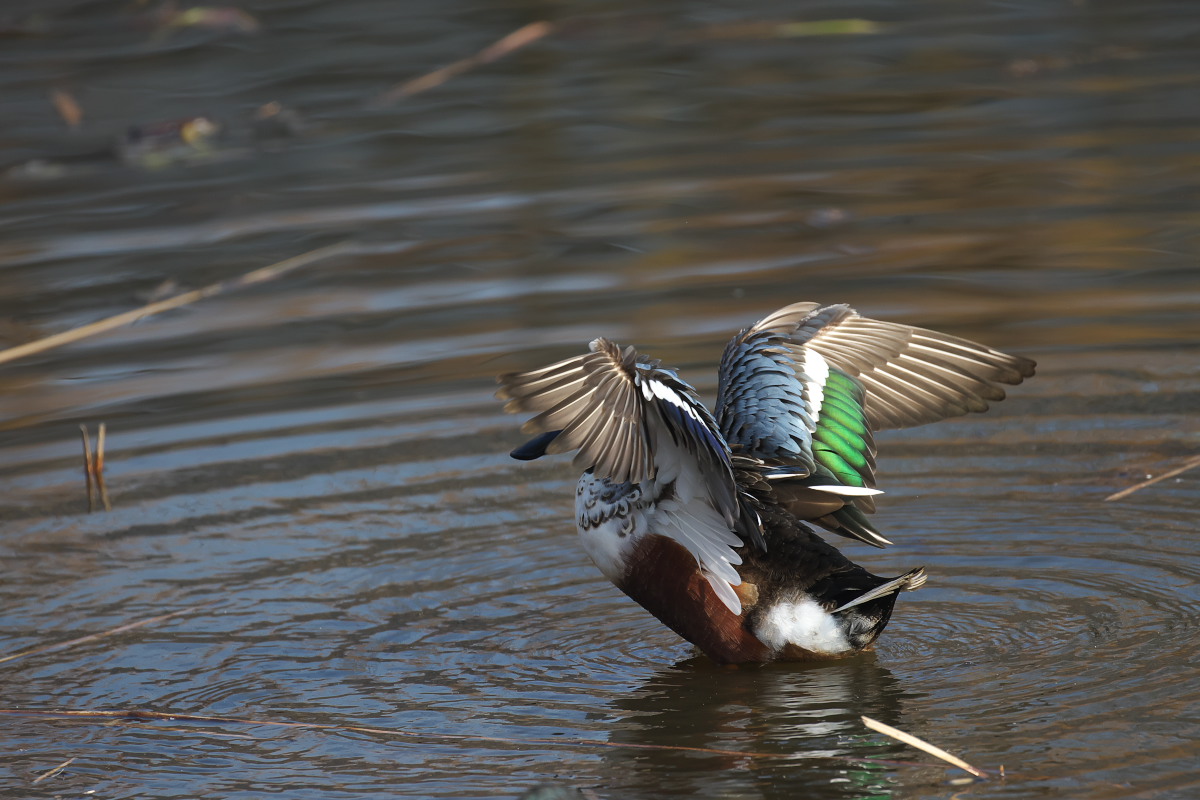 池の主　コブハクチョウ（瘤白鳥）_a0083081_2138442.jpg