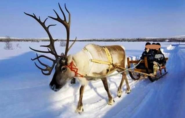 西Siberiaはcaribouが/愛犬は怖がる_e0184881_16073043.jpg