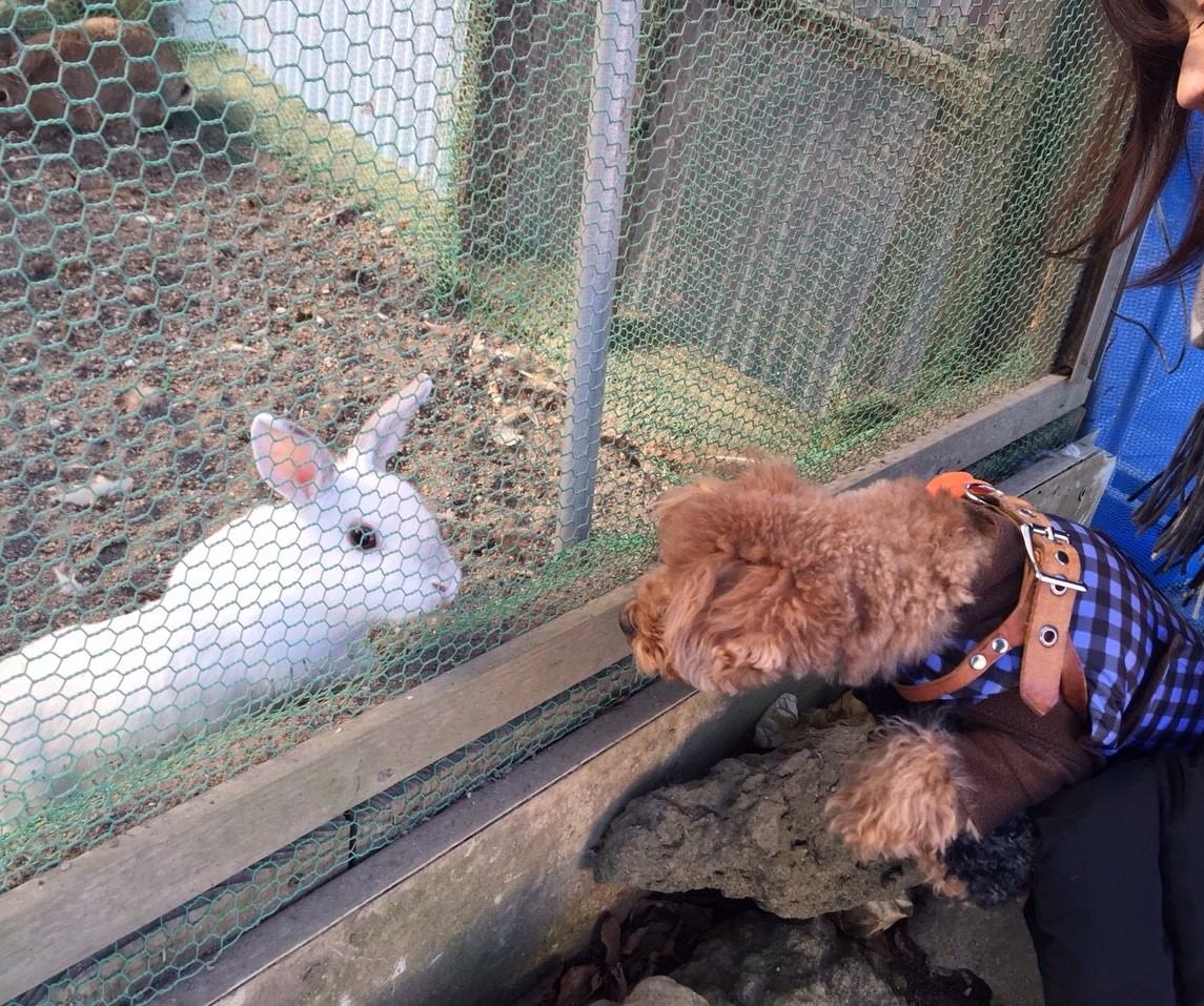 動物園の中でお蕎麦？！_b0290790_1554052.jpg