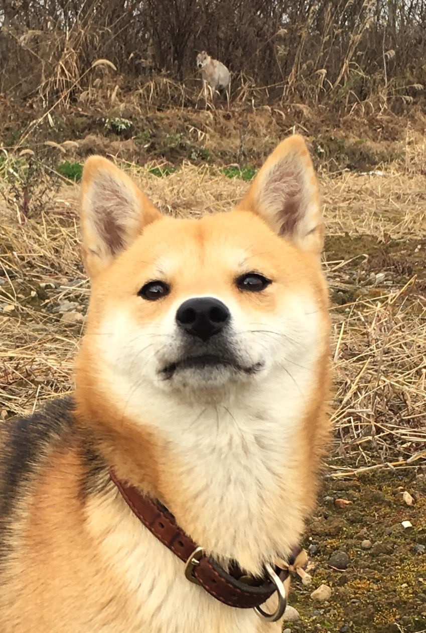 e0162117_17575404.jpeg