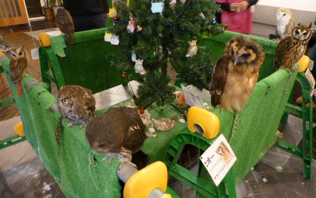 猛禽カフェ_e0237625_155595.jpg