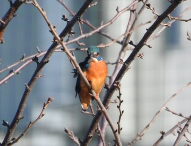 　　師走の探鳥会　超望遠カメラを試す_e0050231_1611980.jpg