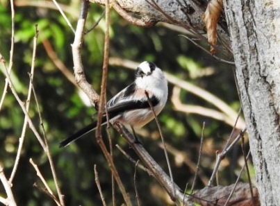 　　師走の探鳥会　超望遠カメラを試す_e0050231_1634552.jpg