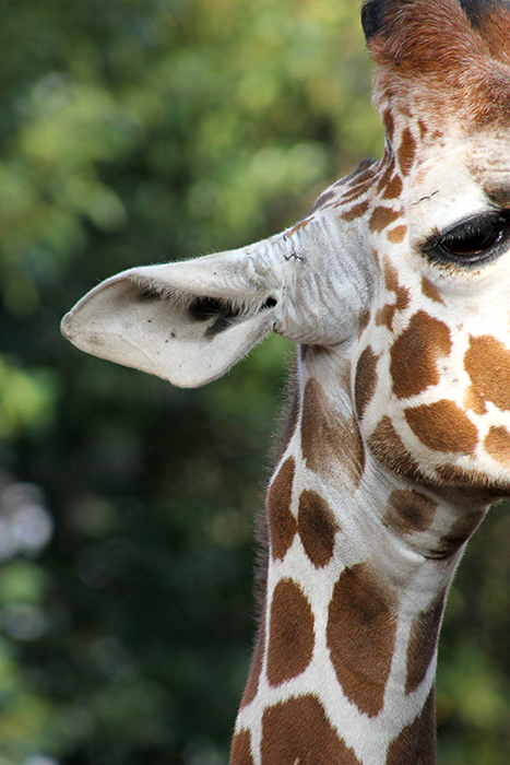 野毛山動物園編**_b0049843_8522267.jpg