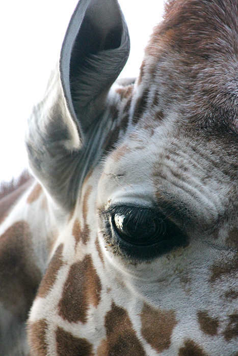 野毛山動物園編**_b0049843_8522784.jpg