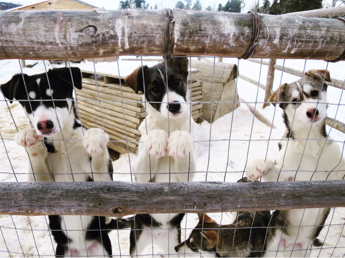カナダでオーロラ見て犬ぞり体験してから3年_c0060143_09060157.jpg
